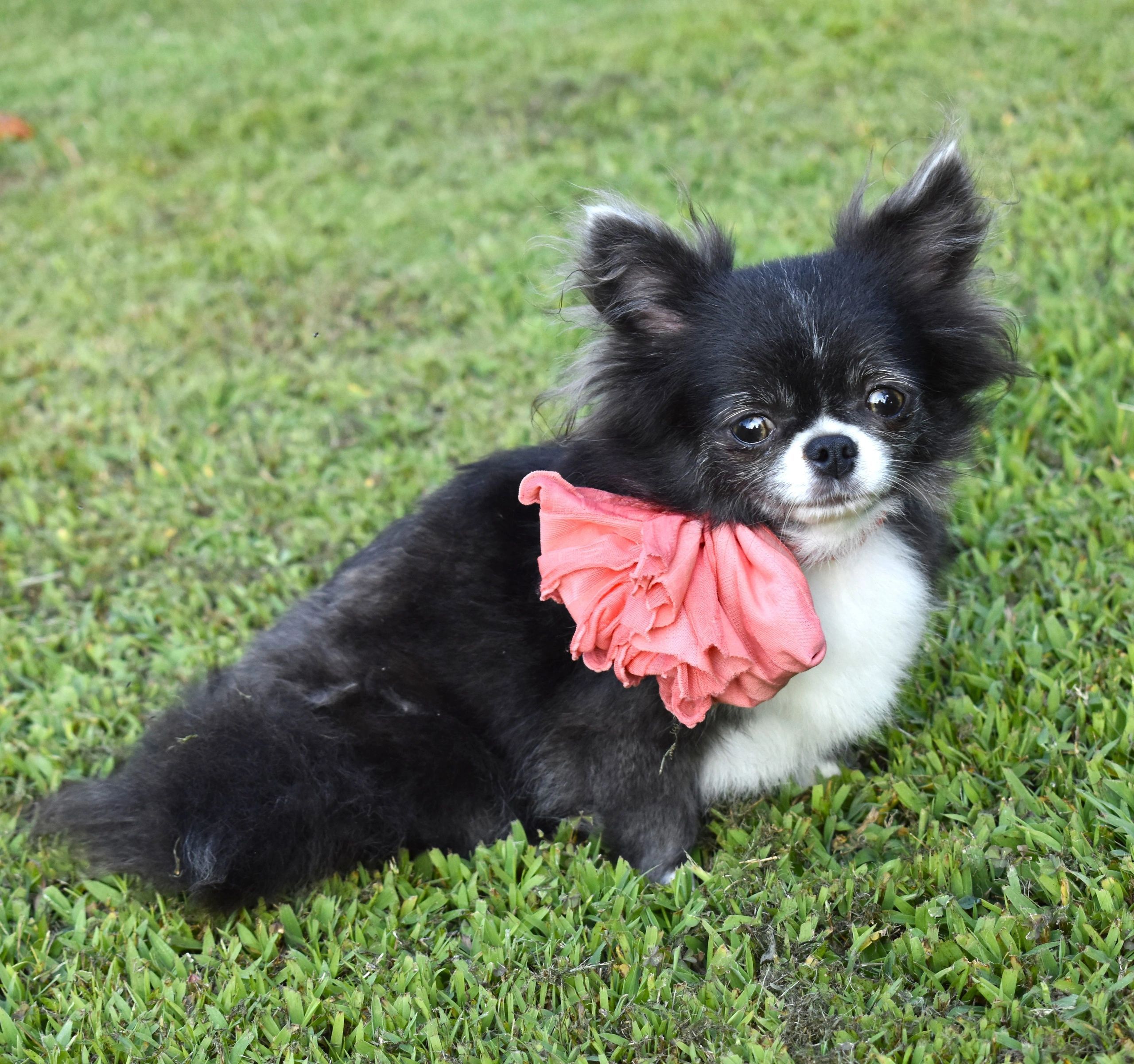 GiGi, a Chihuahua at Charlotte's Web of Chihuahuas