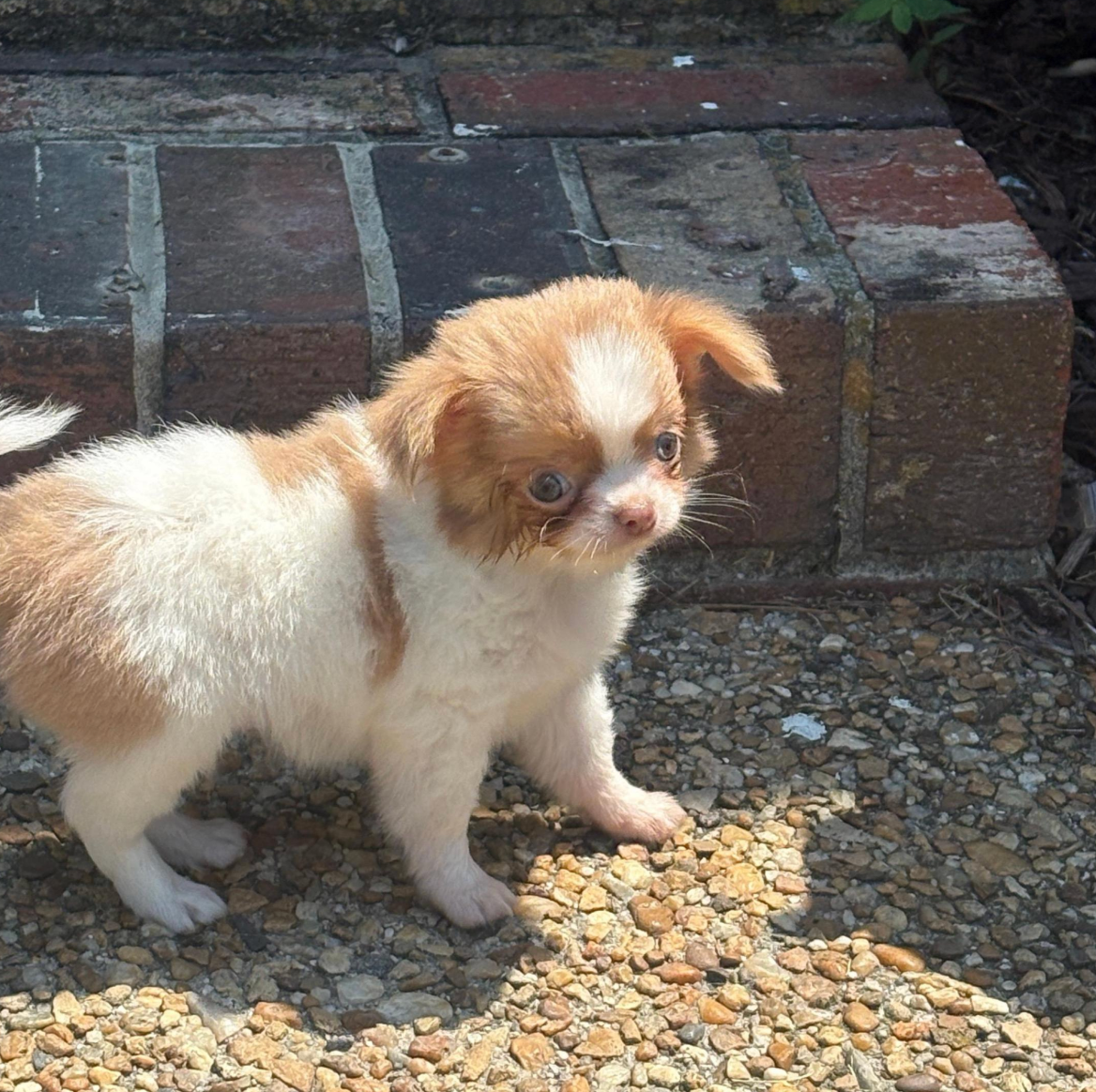 Taco, a Chihuahua puppy