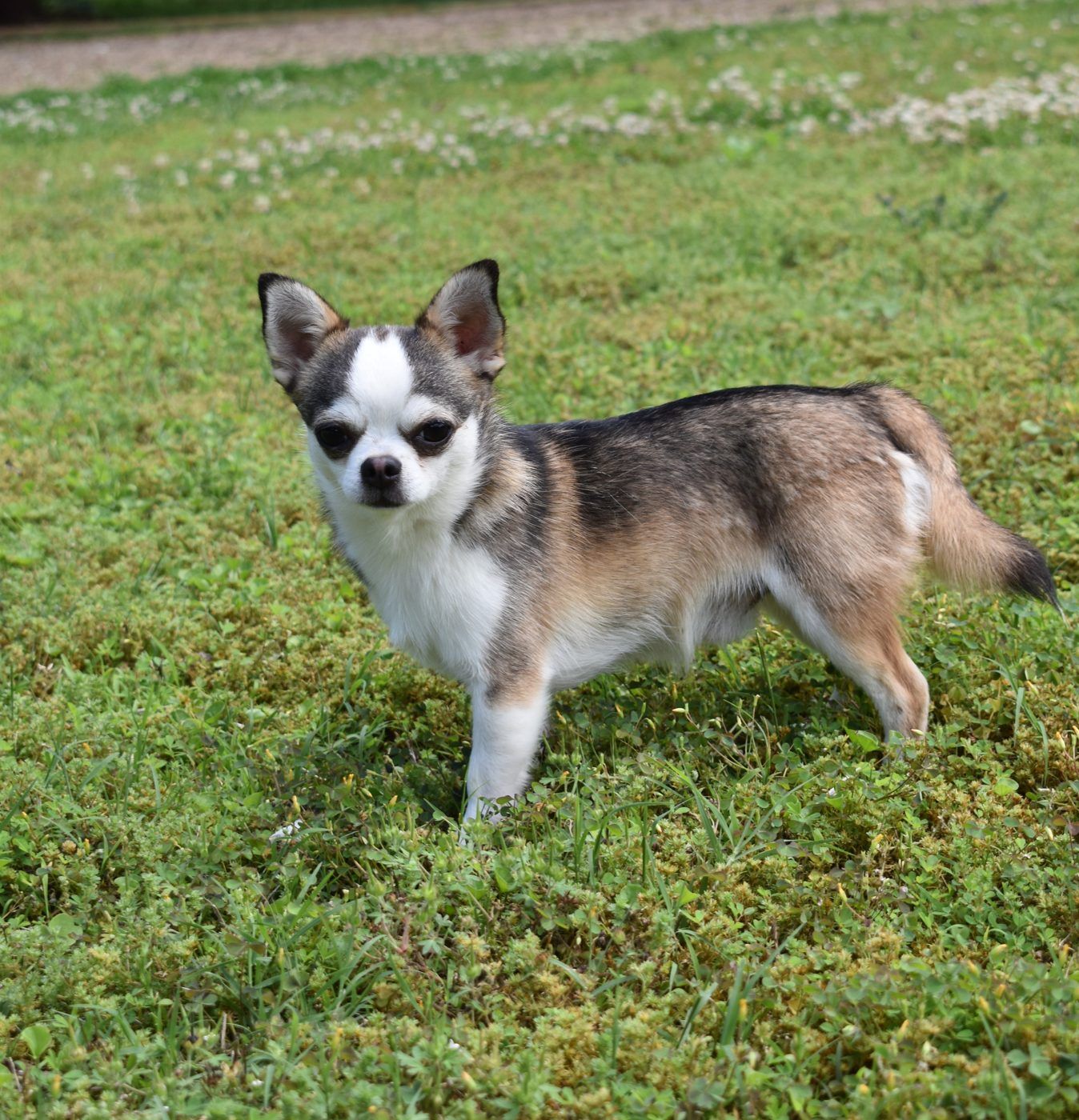 Diego, a Smooth Coat Wolf Sable at Charlotte's Web of Chihuahuas