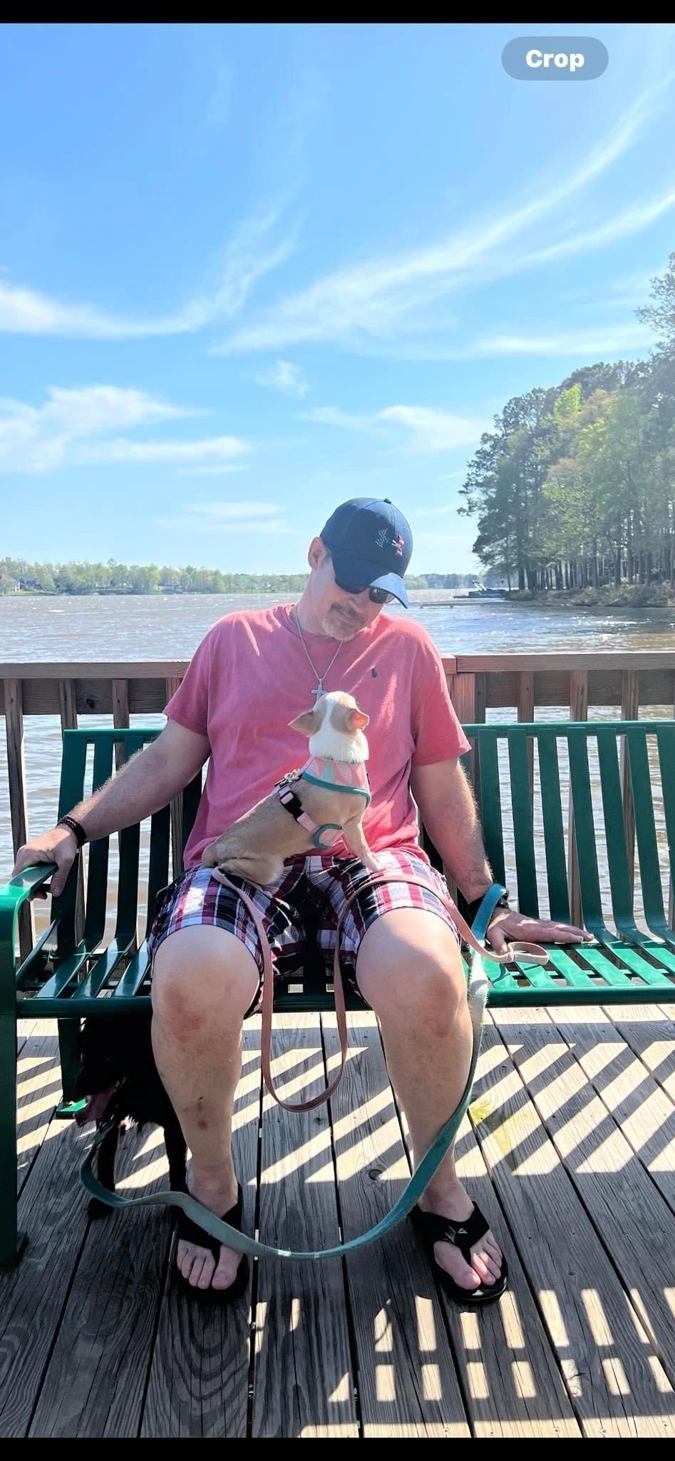 A Charlotte's Web Chihuahua