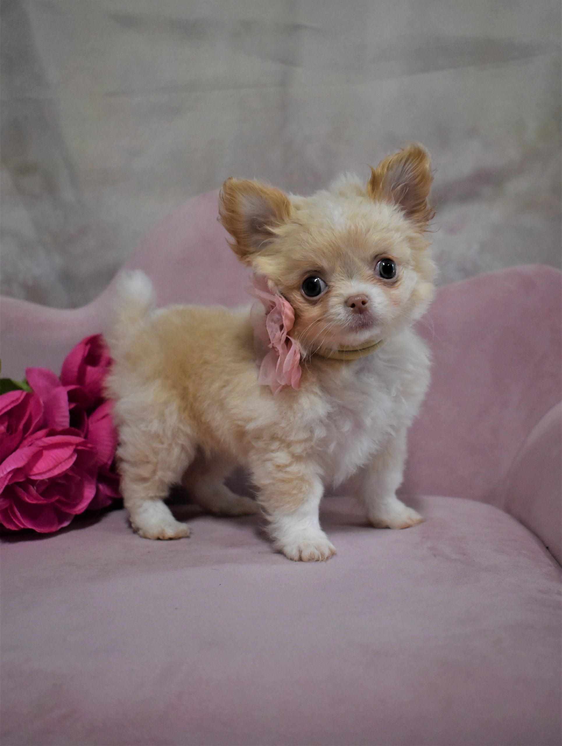 A Charlotte's Web Chihuahua