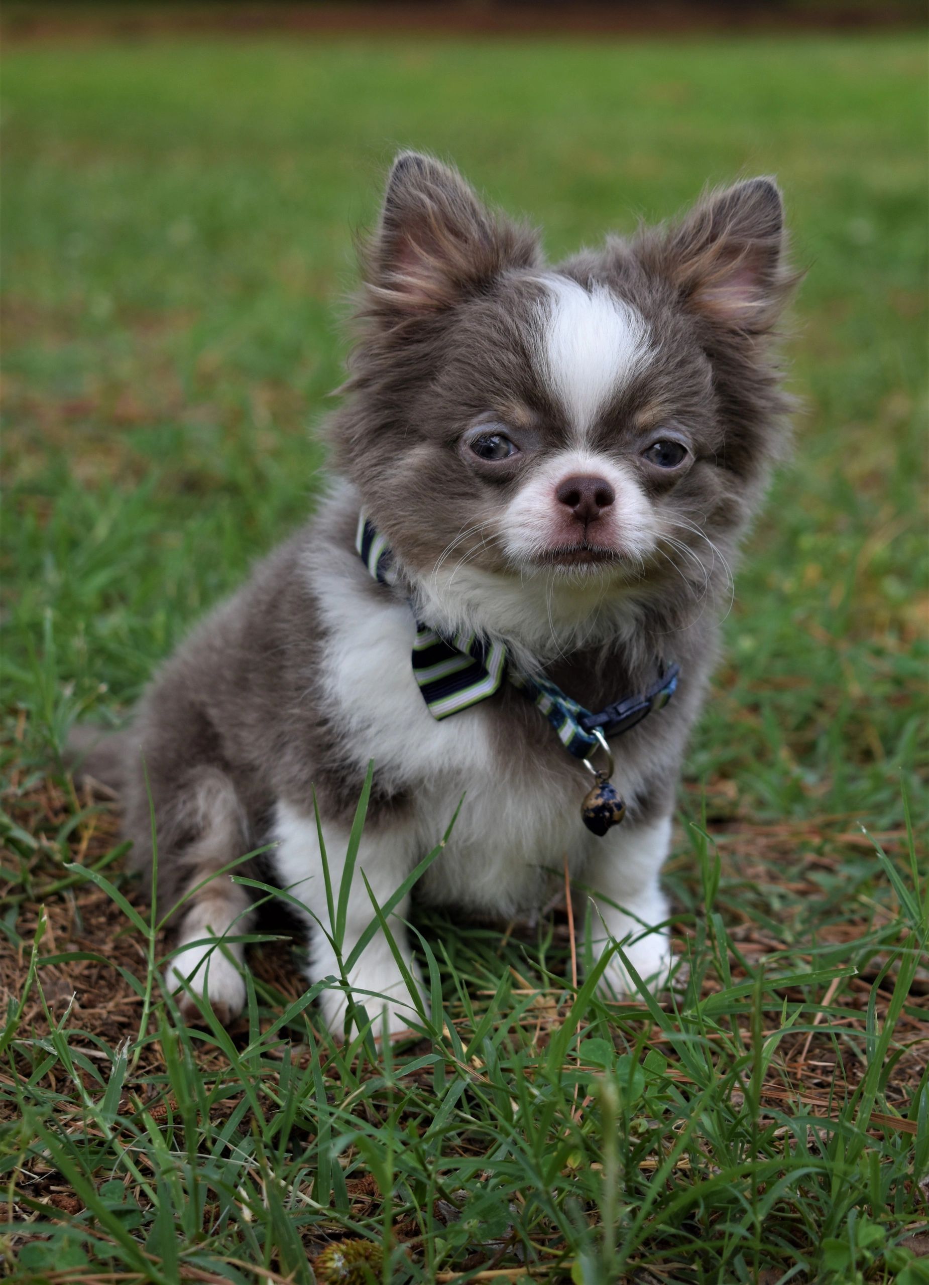 A Charlotte's Web Chihuahua