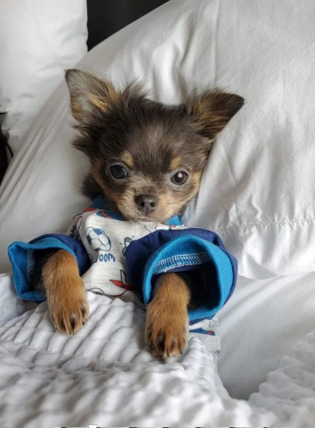A Charlotte's Web Chihuahua