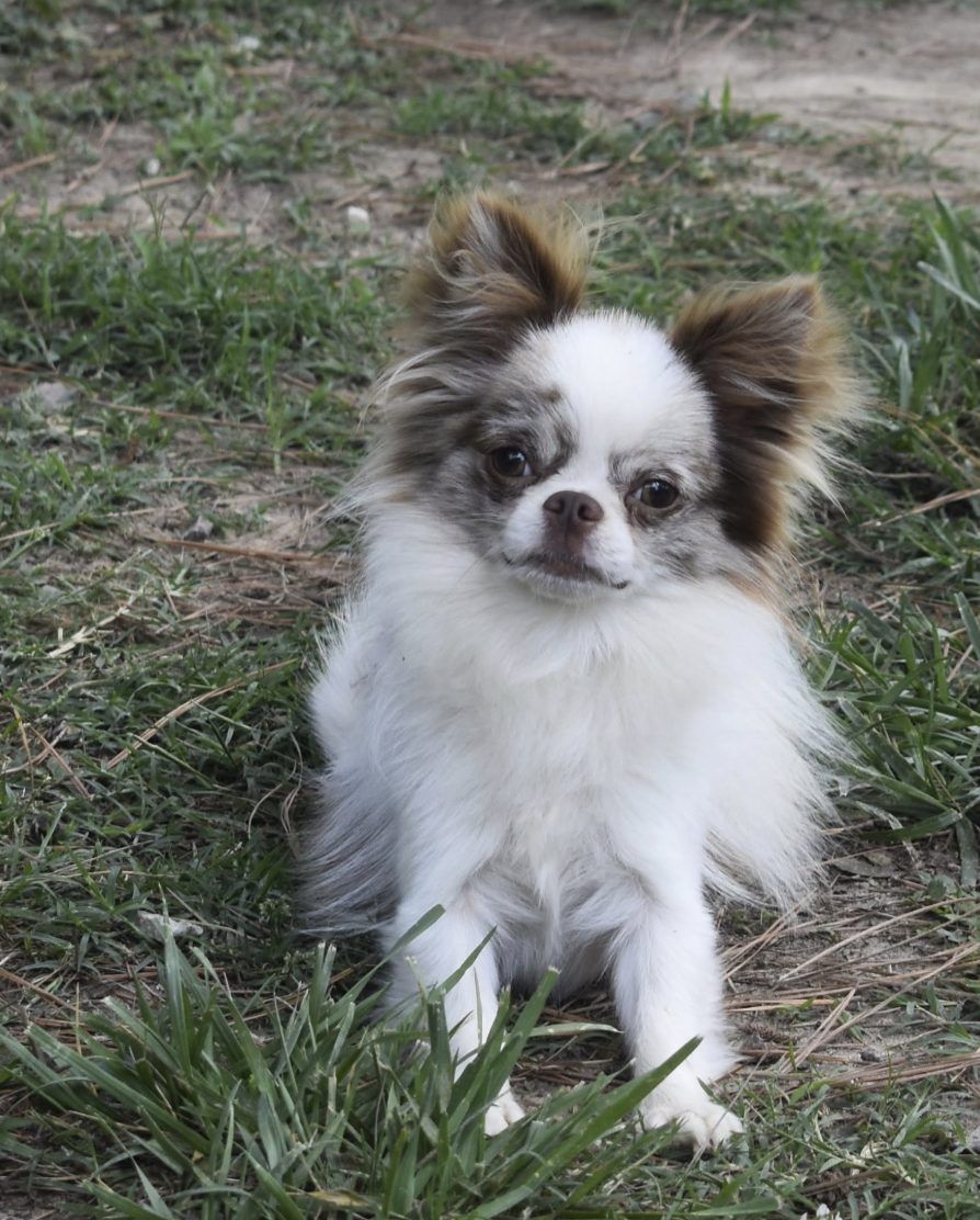 Ferrari, a Lilac Merle at Charlotte's Web of Chihuahuas
