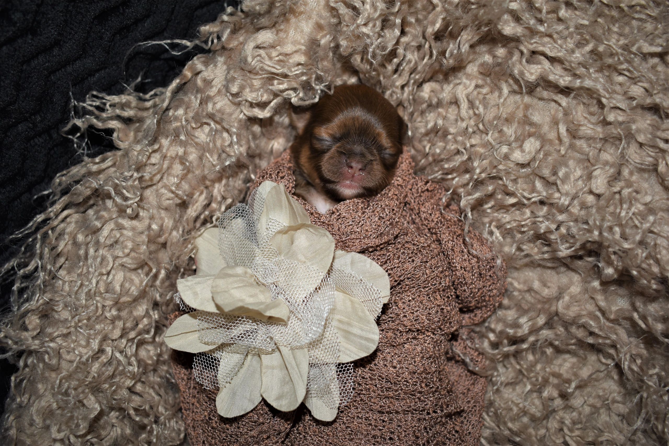 A Charlotte's Web Chihuahua