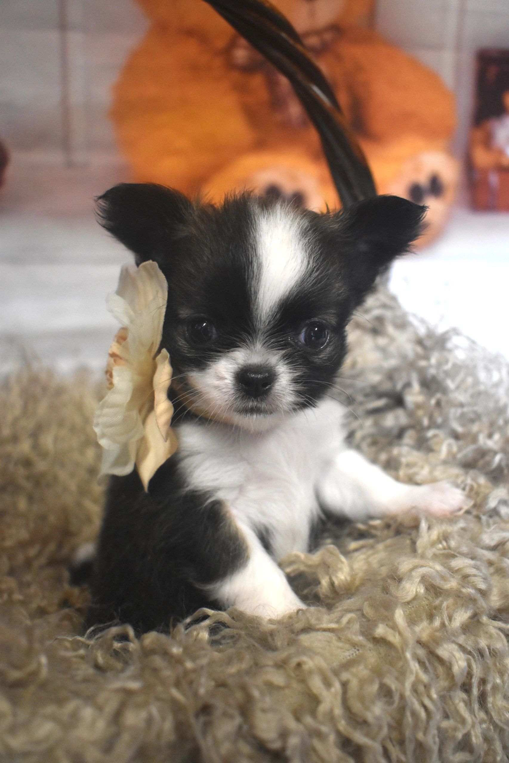 A Charlotte's Web Chihuahua