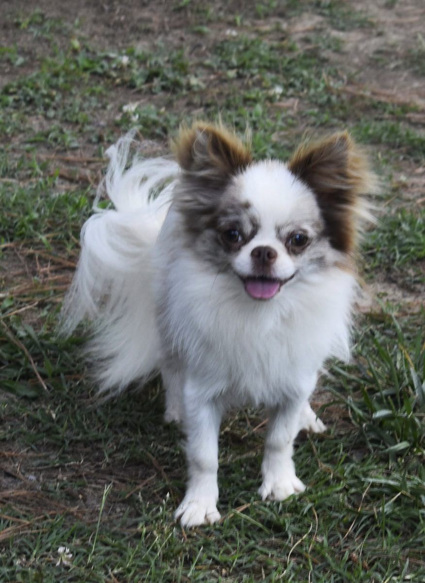 Ferrari, a Lilac Merle at Charlotte's Web of Chihuahuas