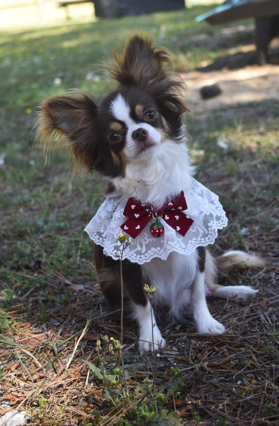 CoCo Chanel, a Chocolate Tri Long Coat at Charlotte's Web of Chihuahuas