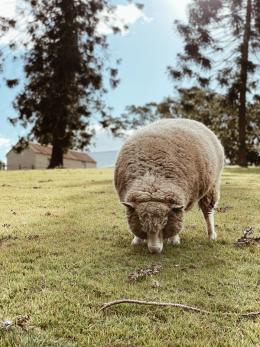 One gray sheep grazing the grass.