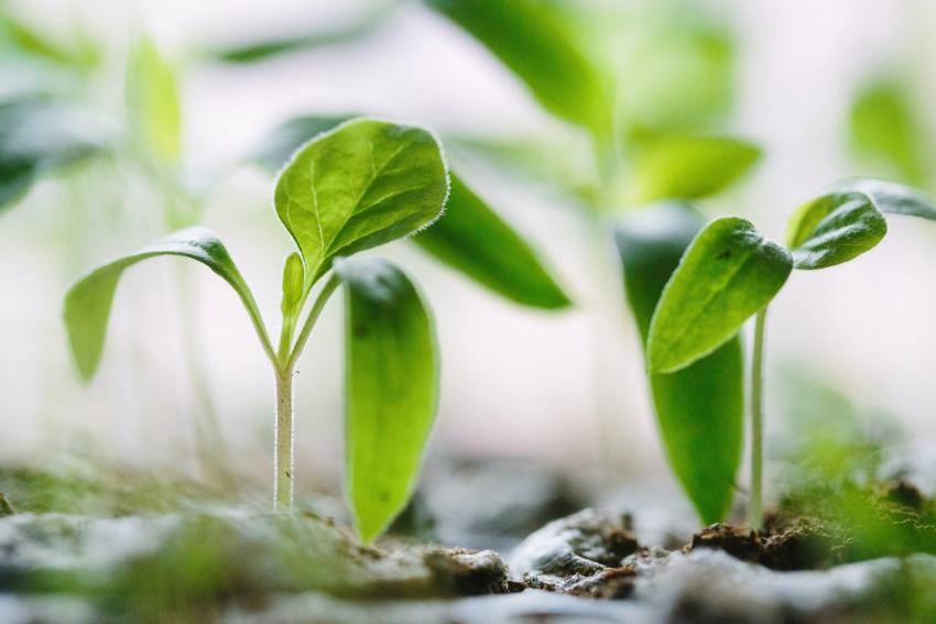 Little green plantlings sprouting in rows of dirt.