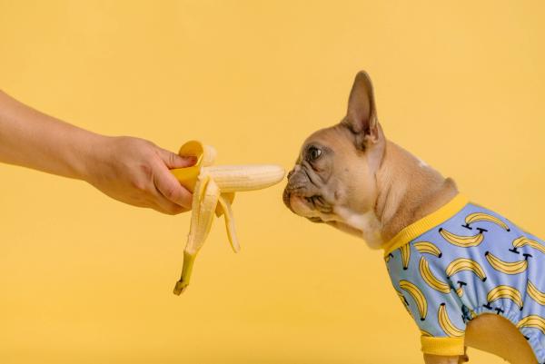 Brown french bulldog in blue and yellow pajamas sniffing a peeled banana.