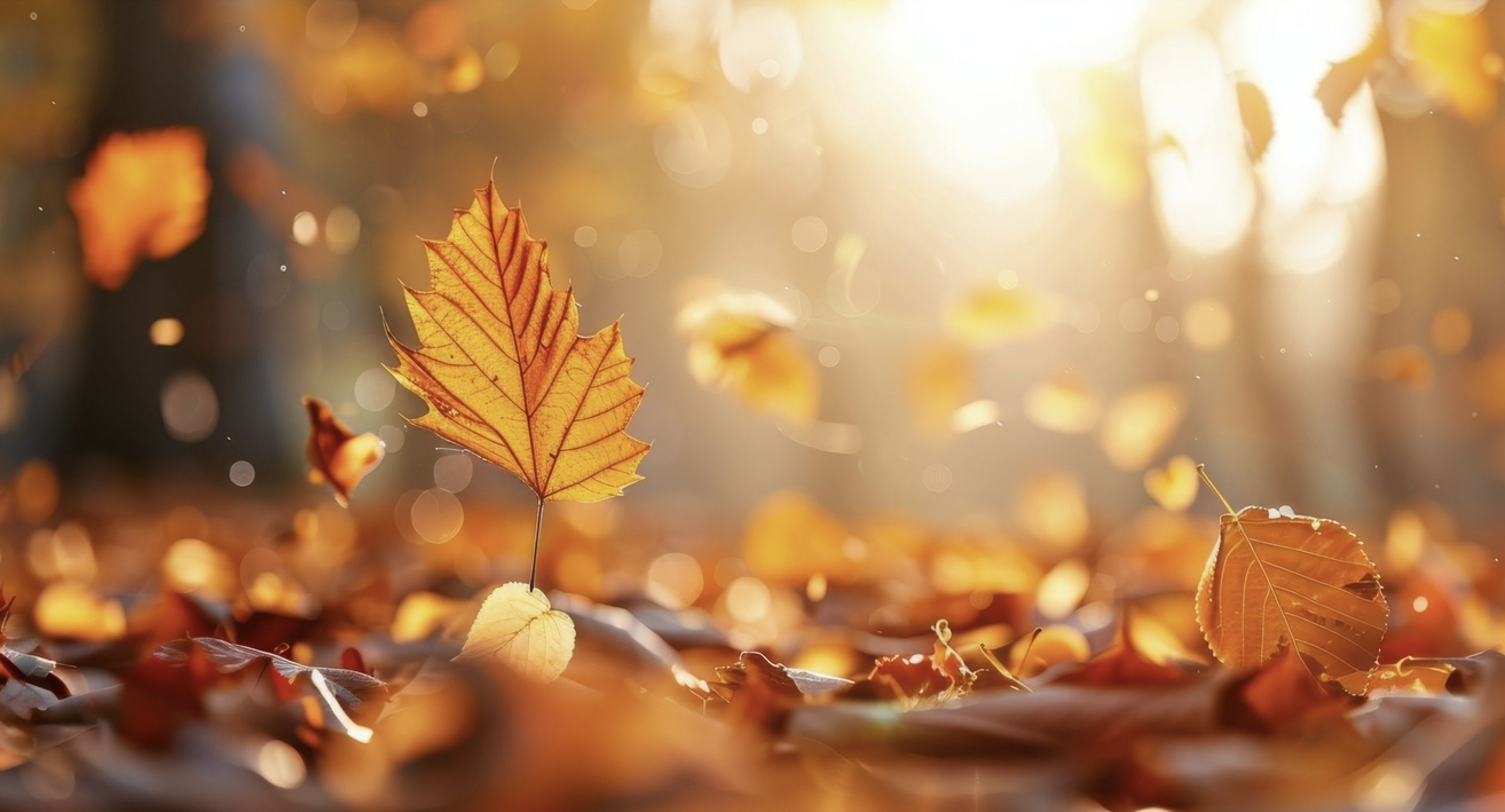 Poesia Bergamasca sull'autunno