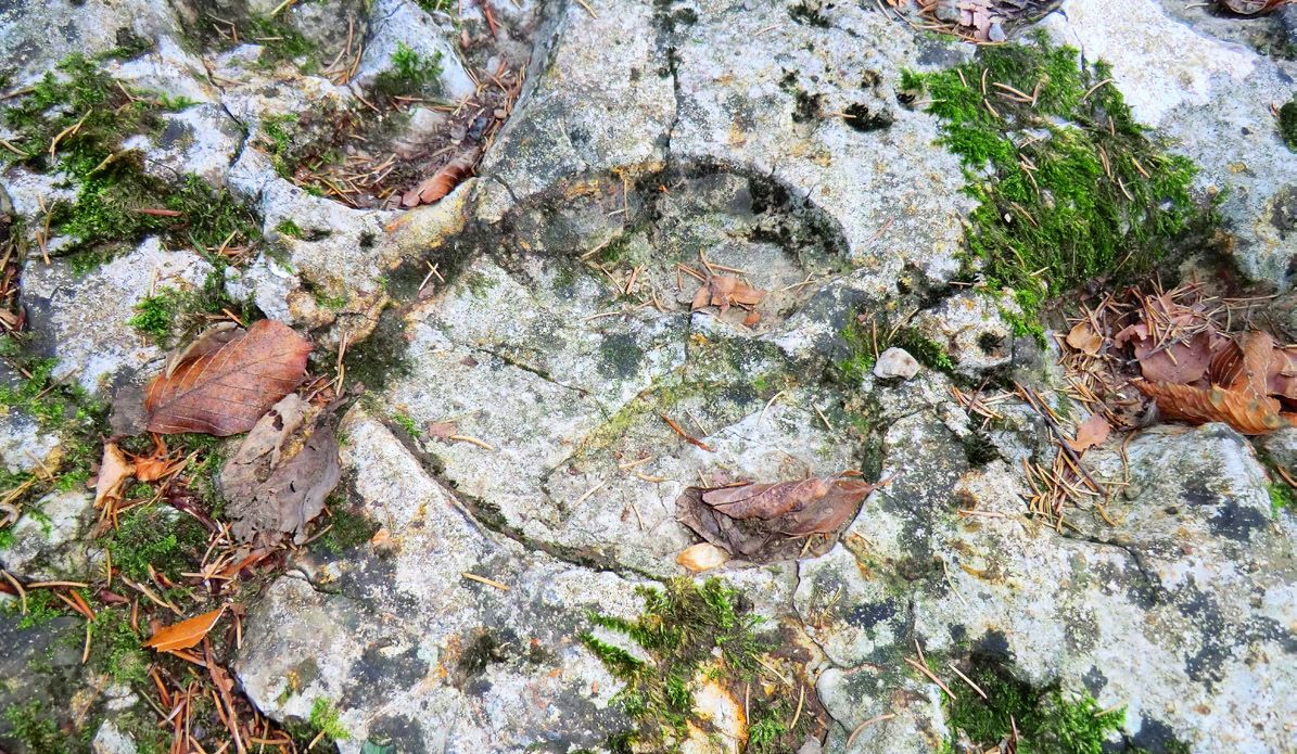 Resti fossili in Val Pagana