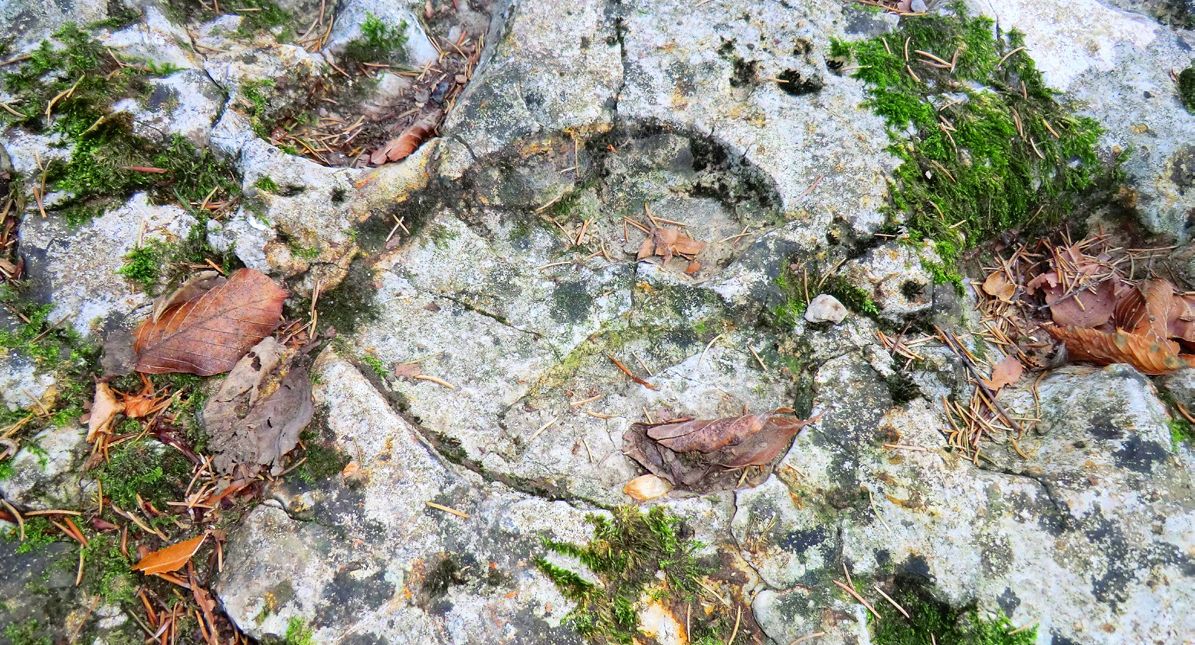 Resti fossili in Val Pagana