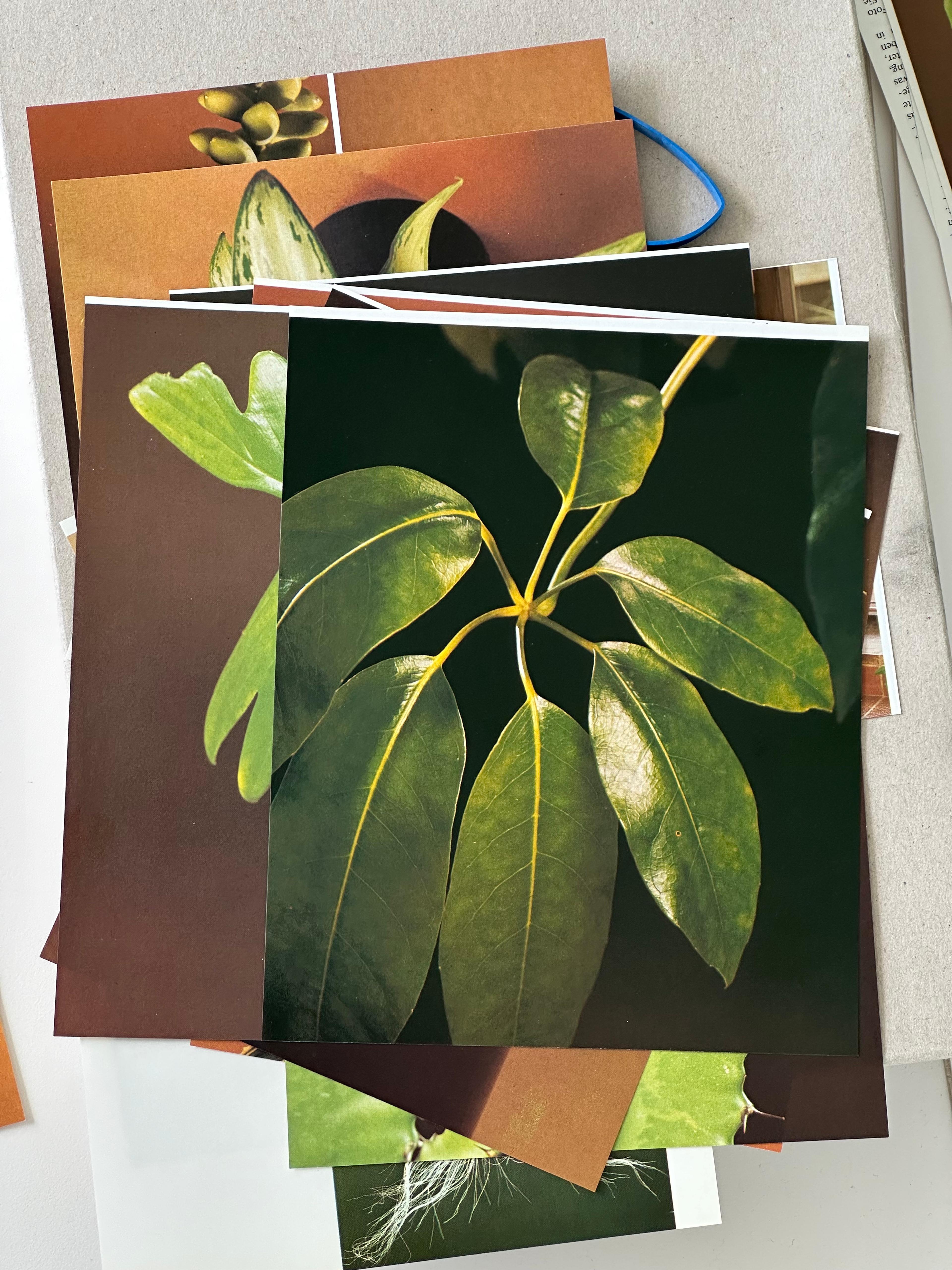 Artwork for "Candid" by Polygonia, Popp