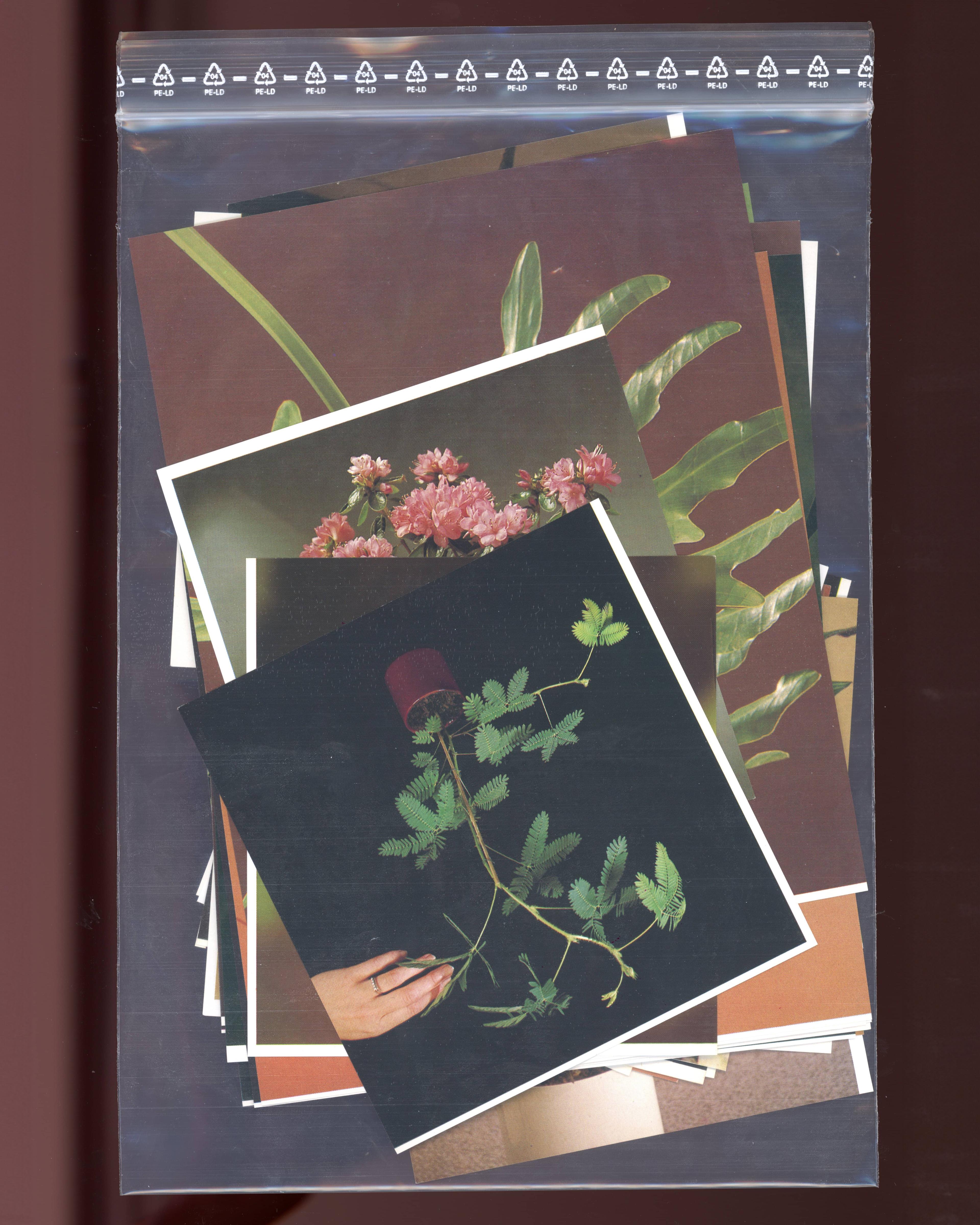 Artwork for "Candid" by Polygonia, Popp