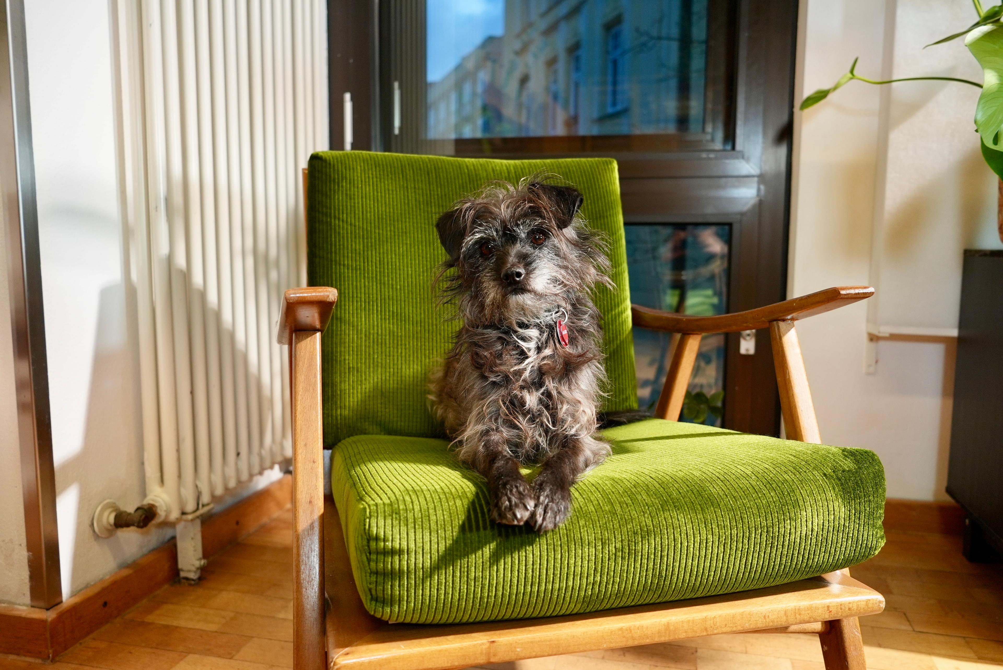 dog sitting in the studio on a chair