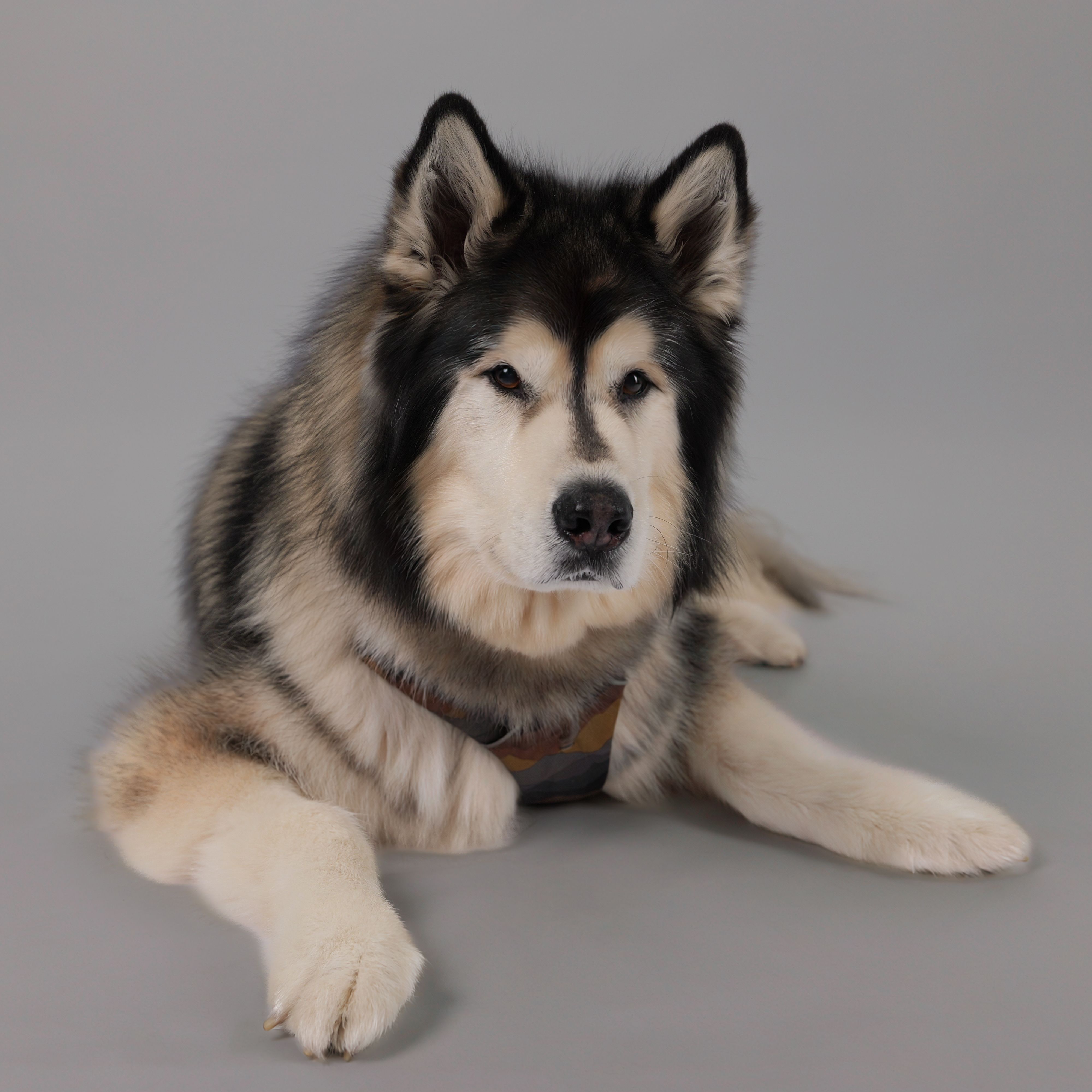 Dakota Breton
