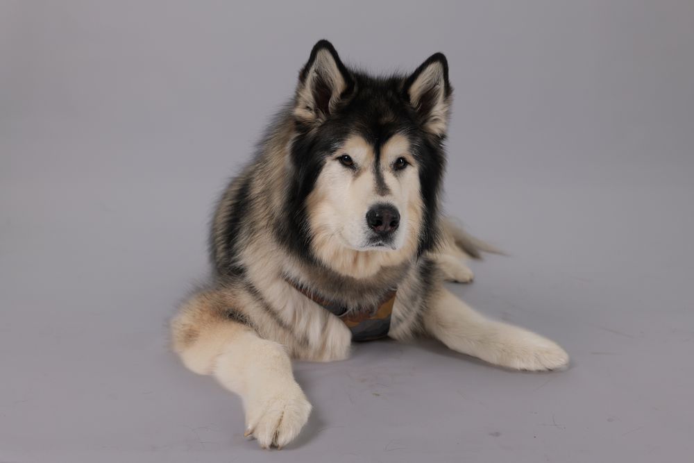 Dakota Breton