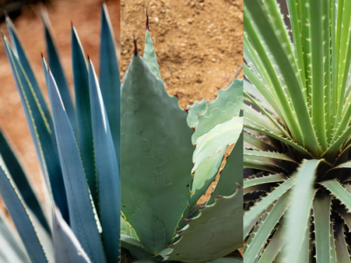 Agave, Mezcal and Desert Spoon plants