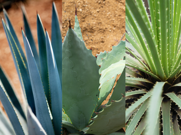 Picture of Agave, Mezcal and Desert spoon plants