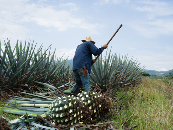 Worker harvesting blue agave plants in a field in Mexico, the traditional origin of tequila. 