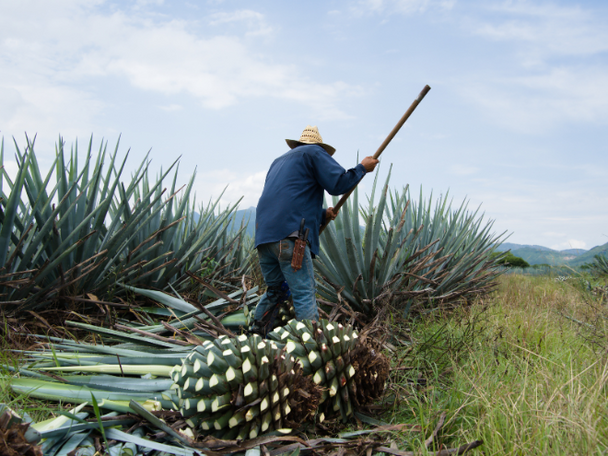 Worker harvesting blue agave plants in a field in Mexico, the traditional origin of tequila.