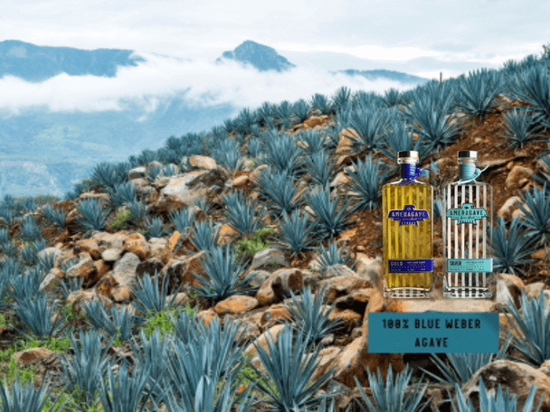 Agave field with Amergave gold and silver bottles sitting on a rock with 100% blue weber agave banner under the bottles