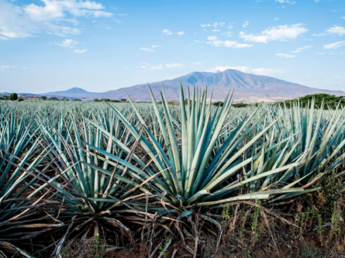 Field of Agave plants with mountains in the background