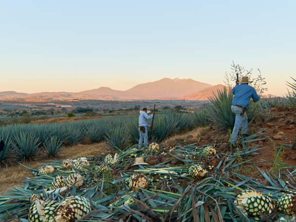 Two men harvesting agave plants, pina's laying on the ground
