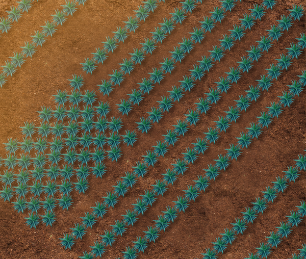 bird's eye view of agave planted in the shape of the American flag