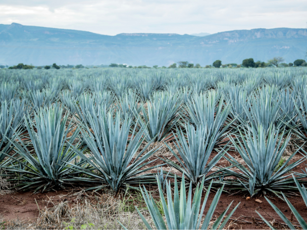 Field of Blue weber agave plants