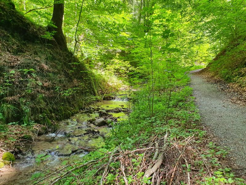 Weg am Frickinger Tobel