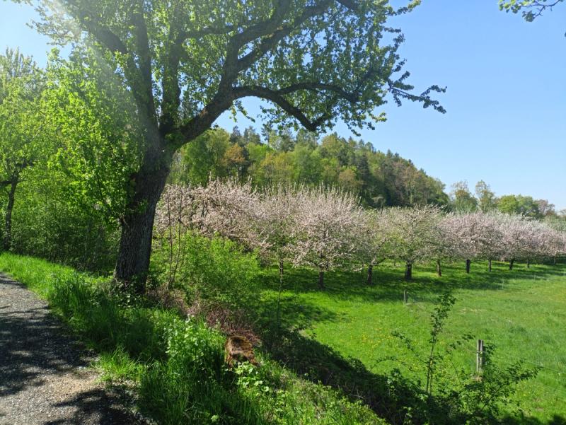 blühende Obstbäume