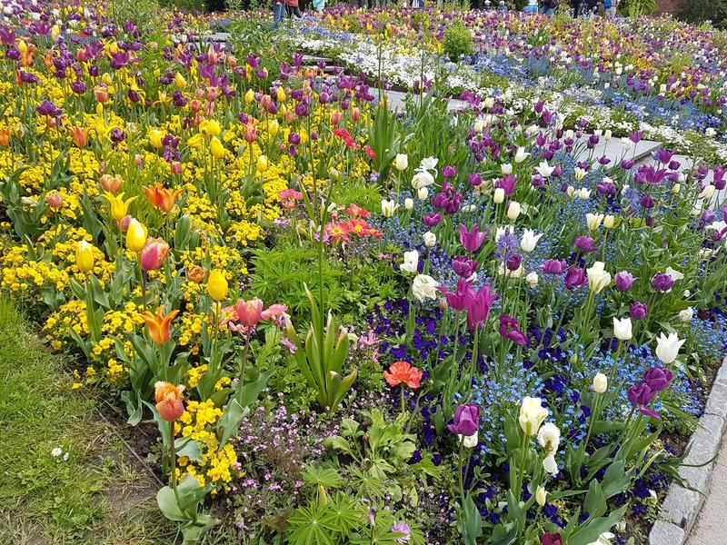 Bodensee Mainau Tulpen