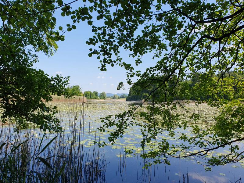 Salem Weiher Seerosen