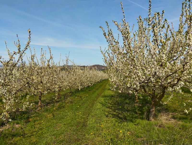 Obstbäume Blüte