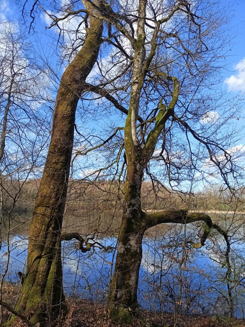 Killenweiher Salem