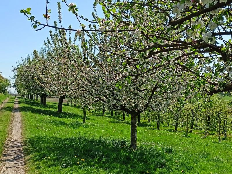 Salem Frühling Obstbaum