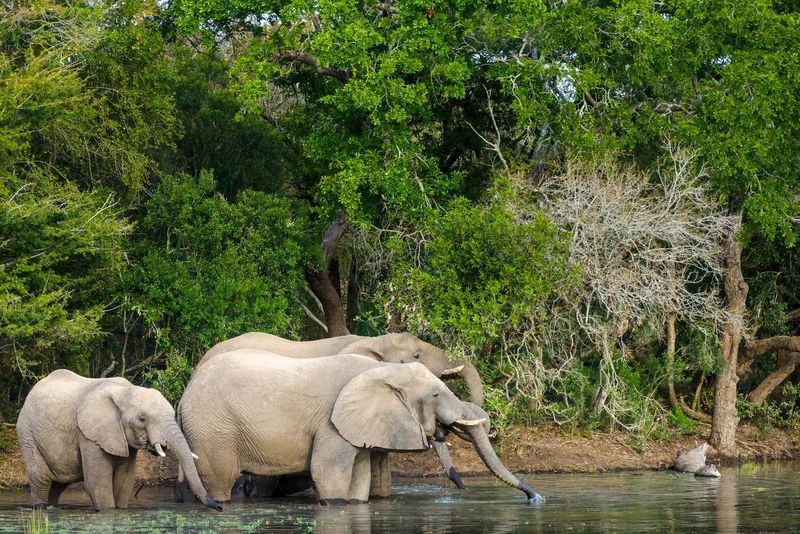 andBeyond Phinda Private Game Reserve — Eindruck 6