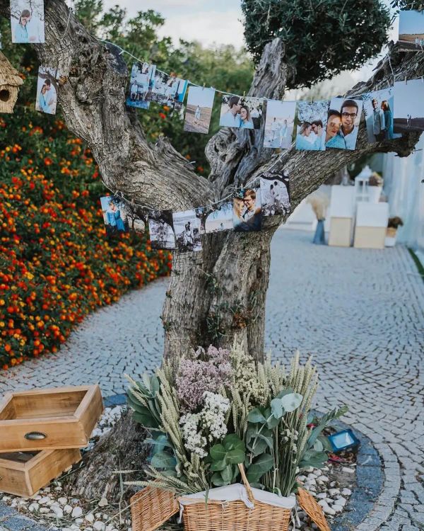 Oliveira decorada com fotografias do casal presas por molas