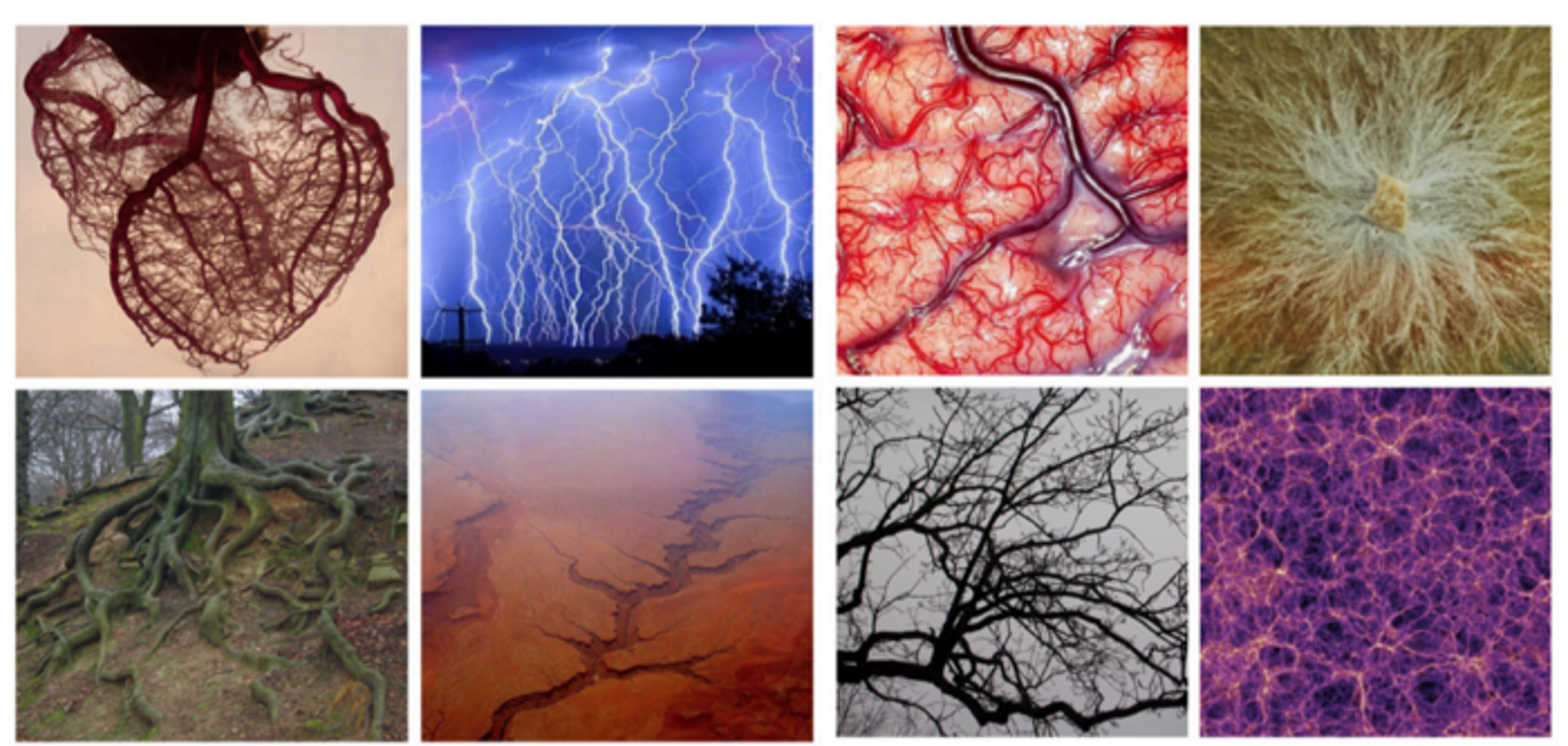 A picture of decentralized networks in nature.