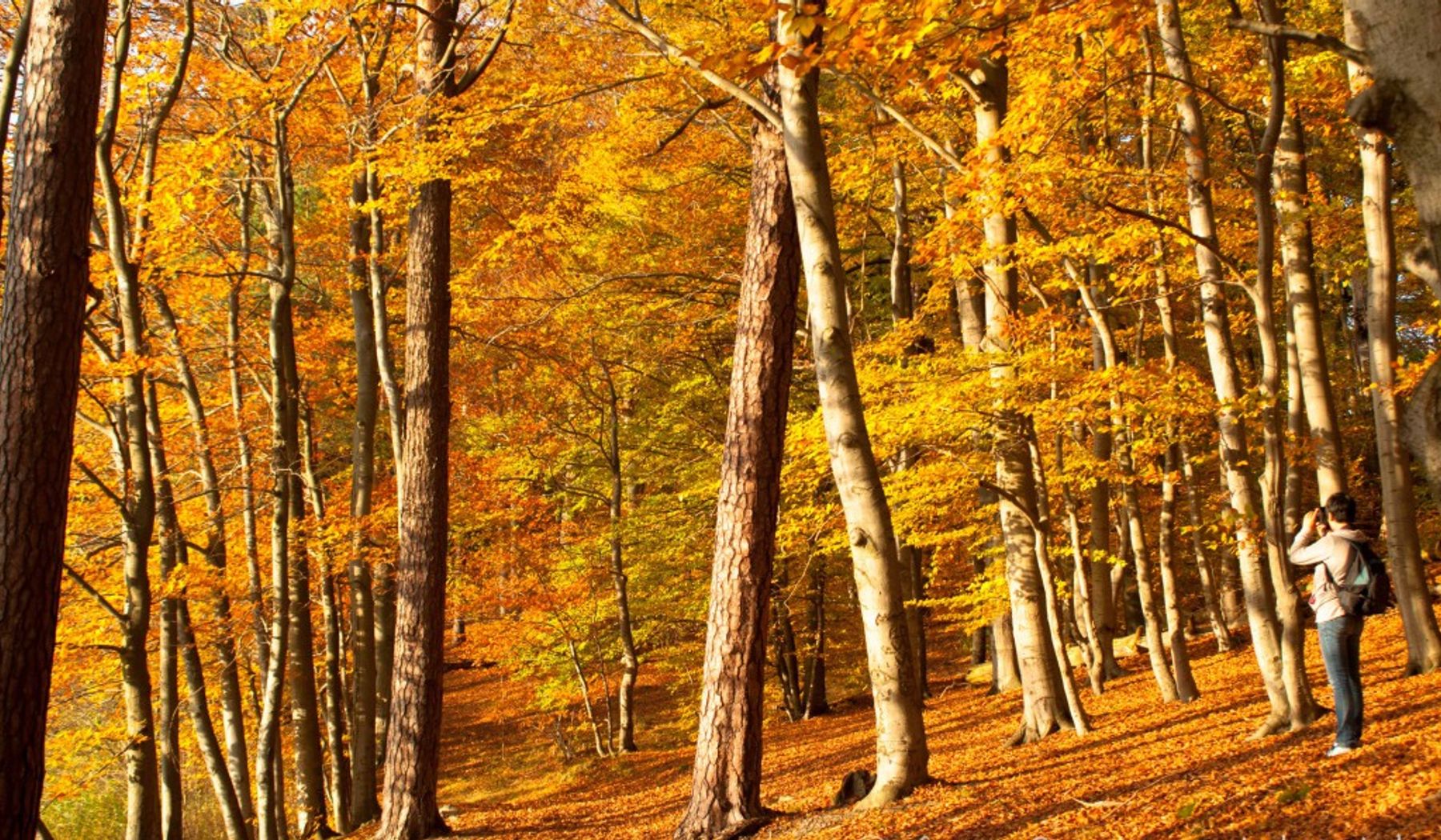 Bunter Herbstwald in Biesenthal - Herbstfarben in Buchenwald mit Pilze