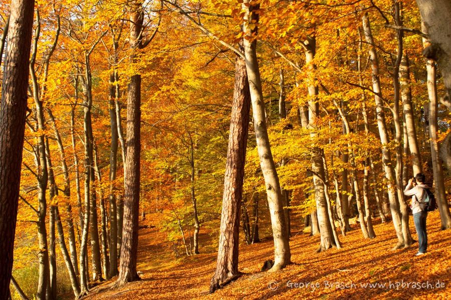 Bunter Herbstwald in Biesenthal - Herbstfarben in Buchenwald mit Pilze