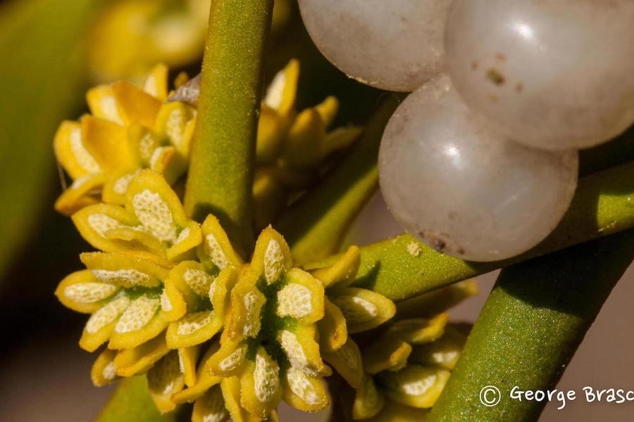 Mistelblüte und Mistelbeeren am grünen Ast