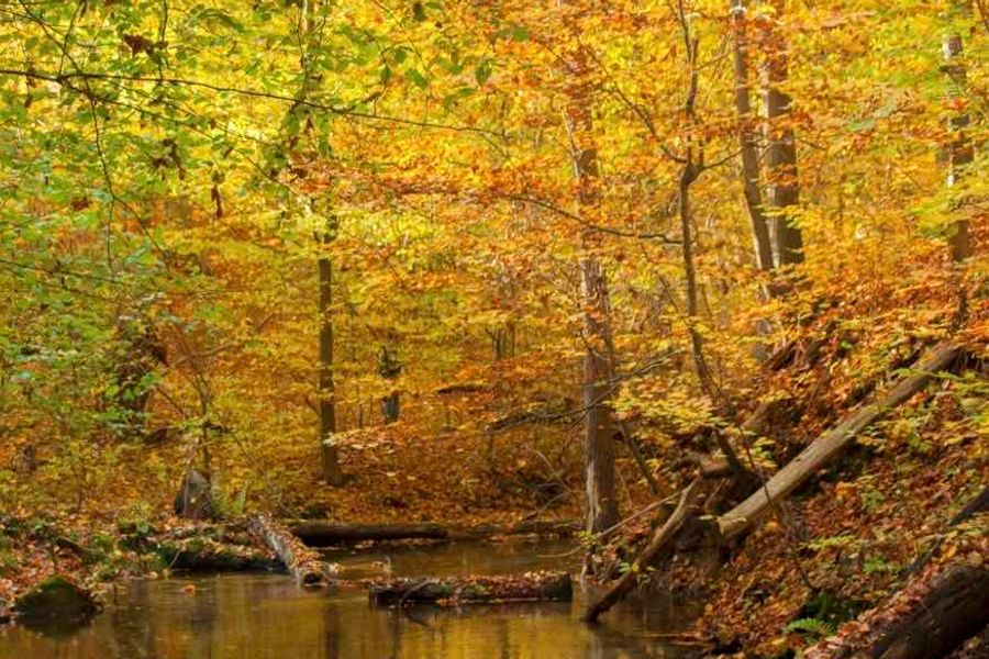 Herbstwald am wasser
