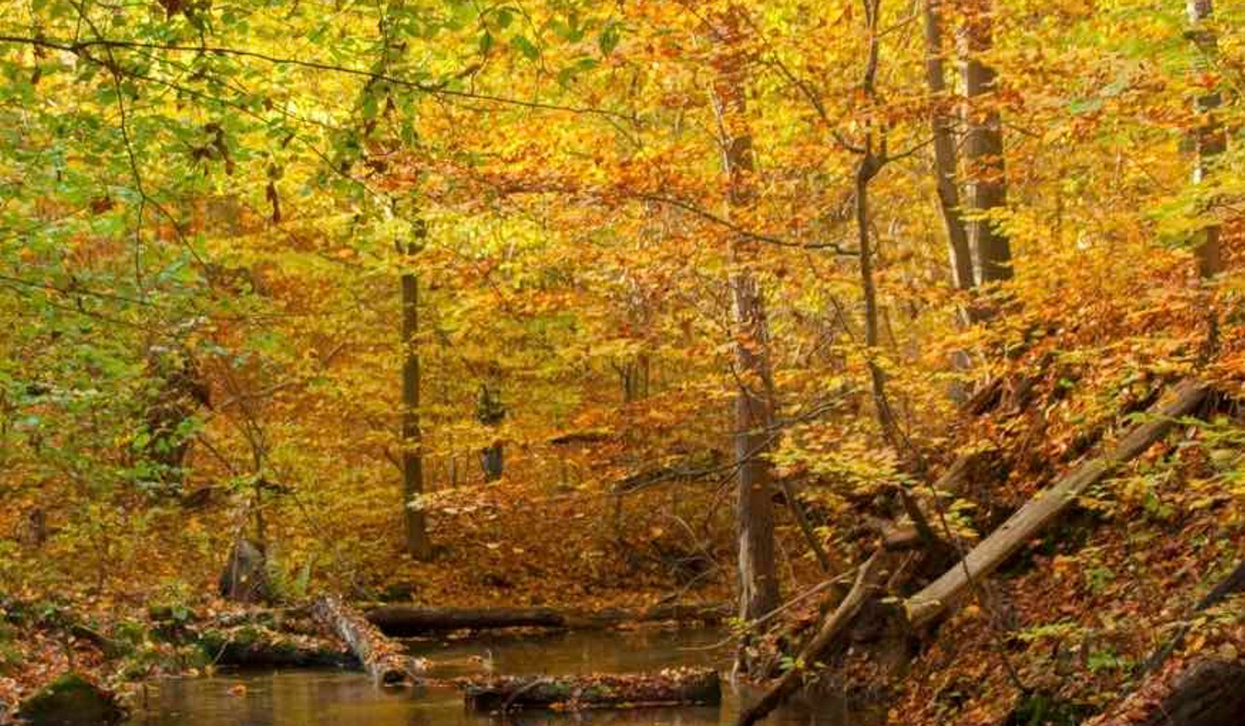 Herbstwald am wasser