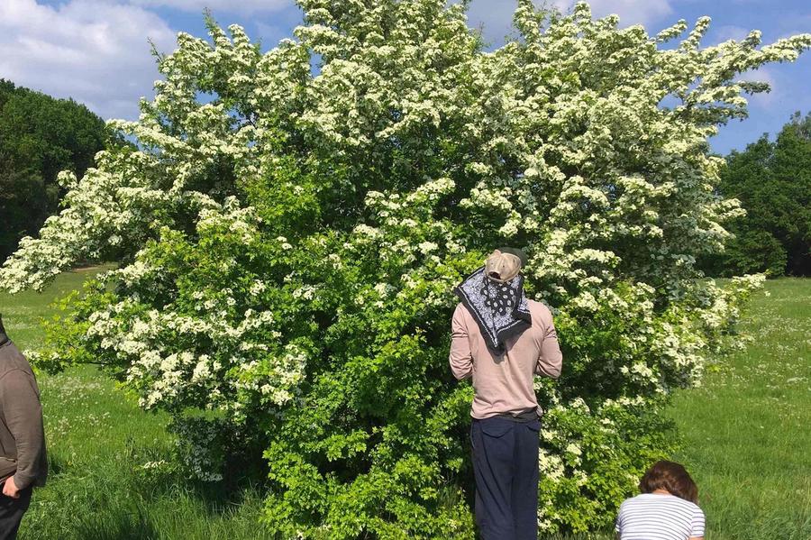 Menschen stehen vor einen blühenden Weißdorn und sammeln