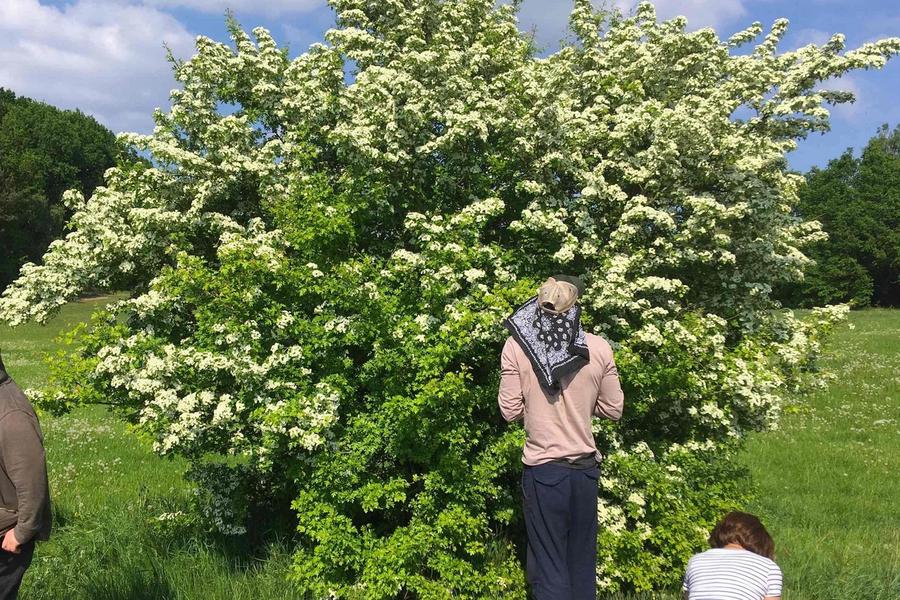 Menschen stehen vor einen blühenden Weißdorn und sammeln