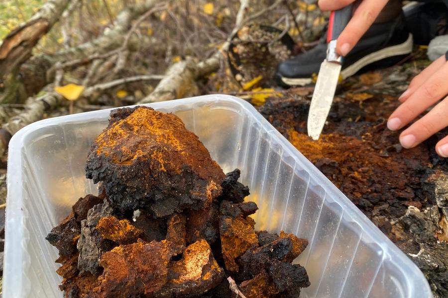 Chaga Pilz sammeln mit Messer von einer Birke